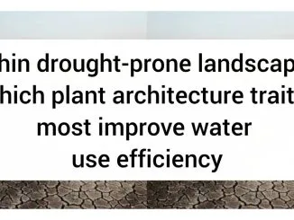 Within Drought-Prone Landscapes, Which Plant Architecture Traits Most Improve Water Use Efficiency